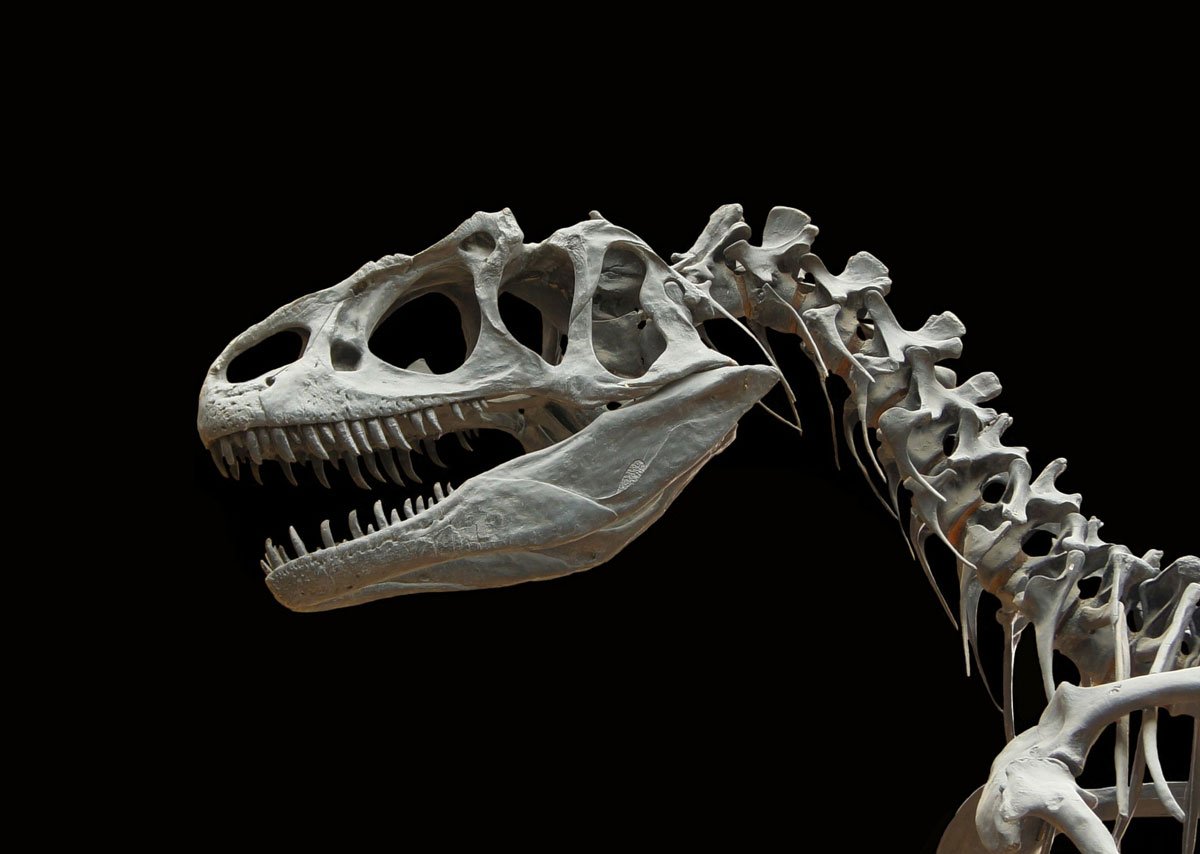 ‘Amazing Dragon’ Discovery in China Reshapes History of Dinosaurs’ Evolution