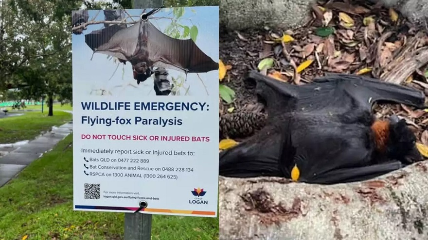 Australian Wildlife Crisis: Mysterious Paralysis Strikes Flying Foxes and Lorikeets